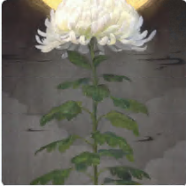 白い菊の日本画作品